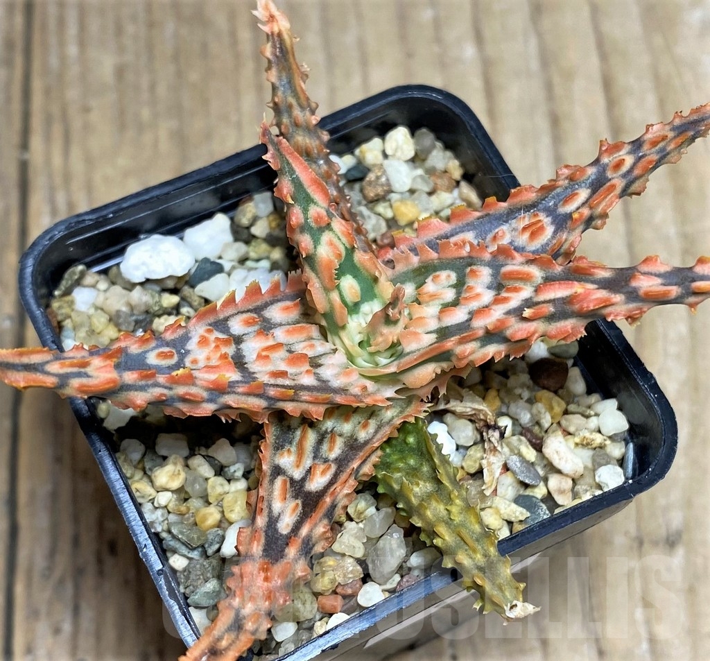 SHPR22757 Aloe TCT hybrid - Image 2