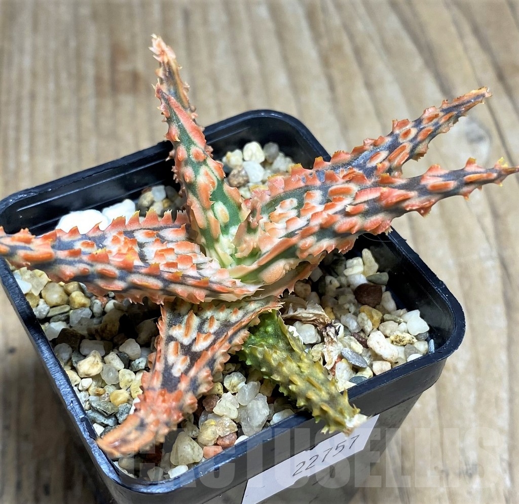 SHPR22757 Aloe TCT hybrid