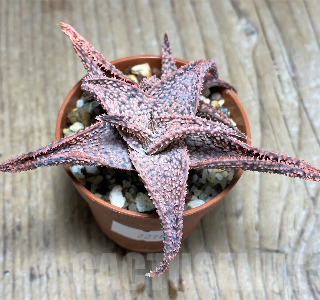 SHPR22762 Aloe hybrid - Image 2