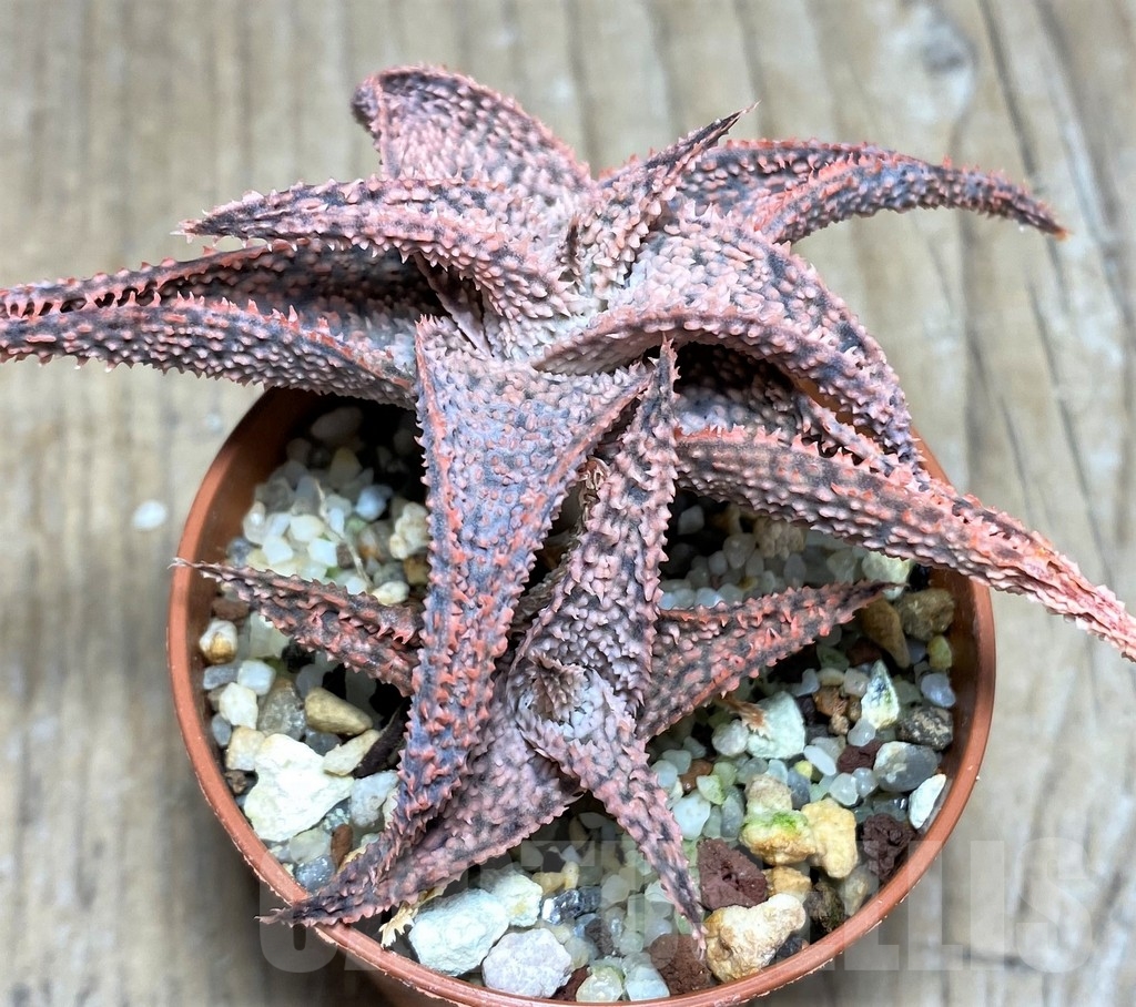 SHPR22762 Aloe hybrid