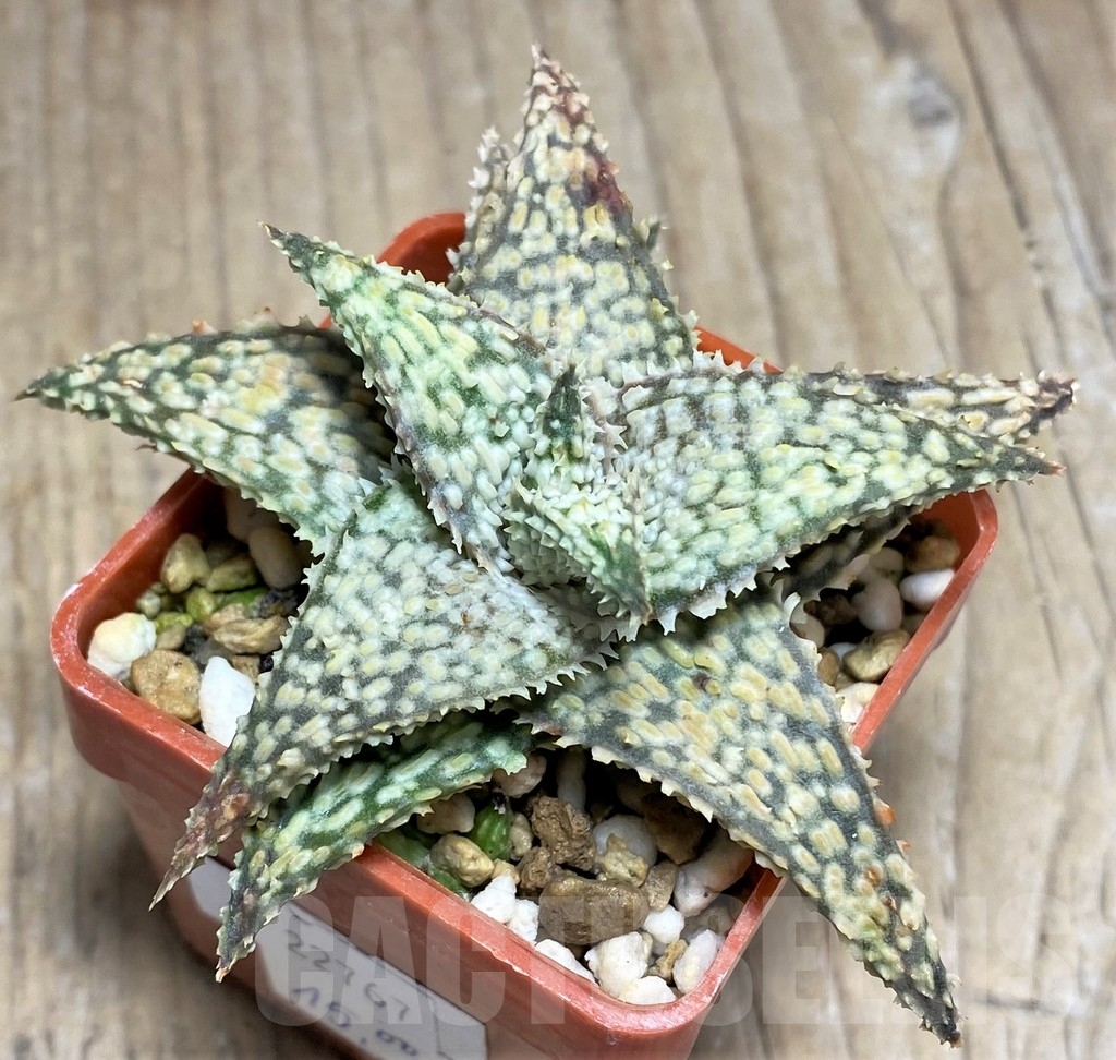 SHPR22767 Aloe hybrid - Image 2