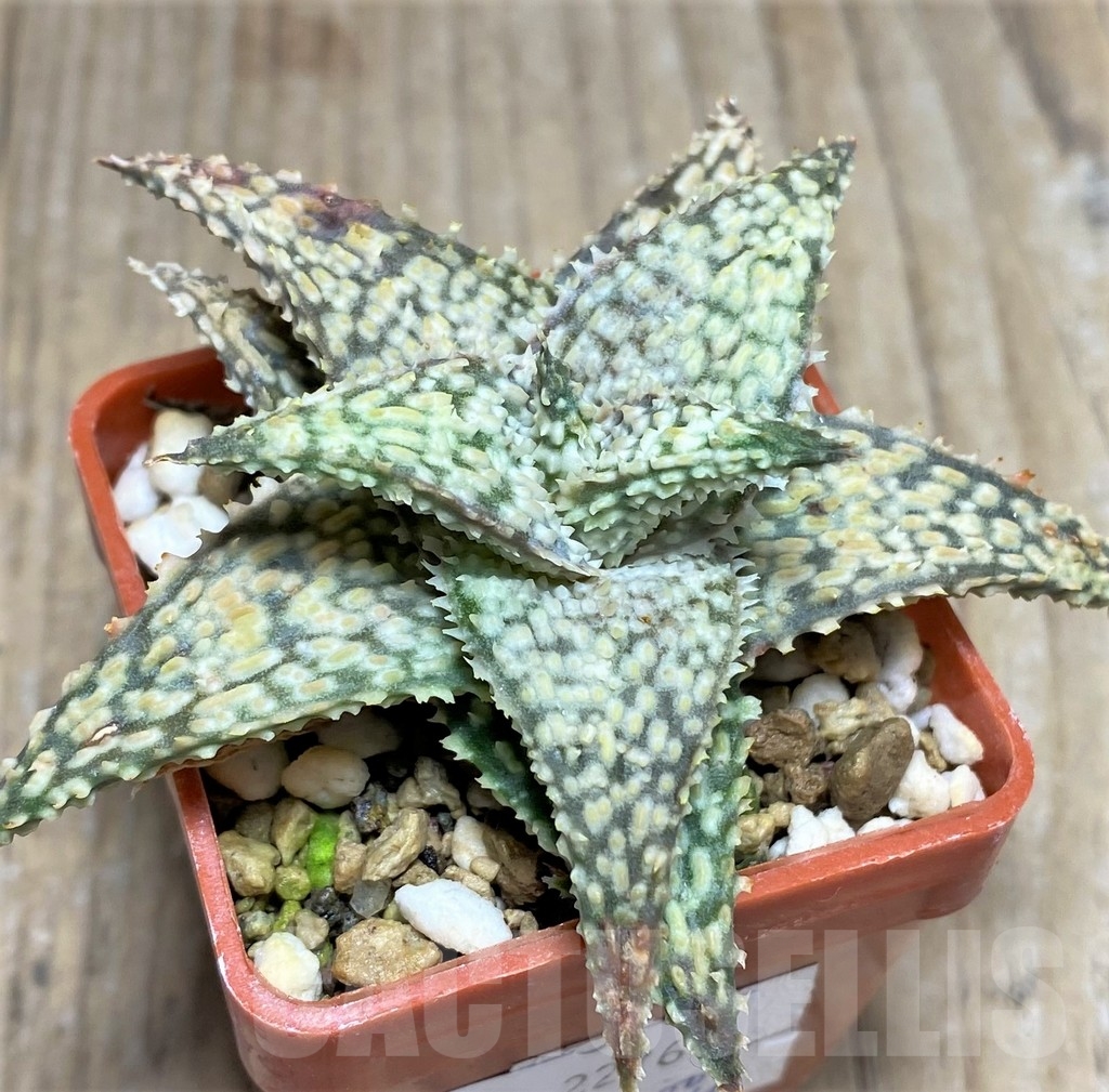 SHPR22767 Aloe hybrid