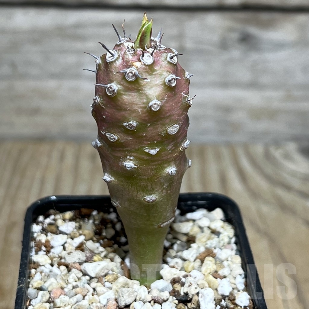 SHPR21741 Euphorbia pachypodioides