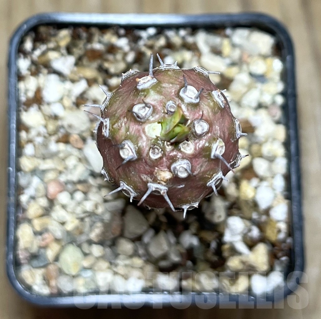 SHPR21741 Euphorbia pachypodioides – Image 2