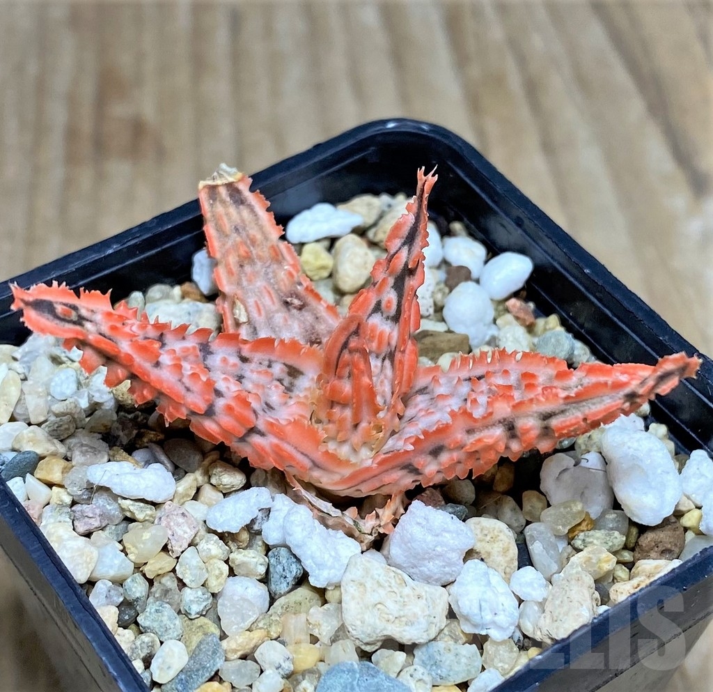 SHPR22771 Aloe TCT hybrid - immagine 2