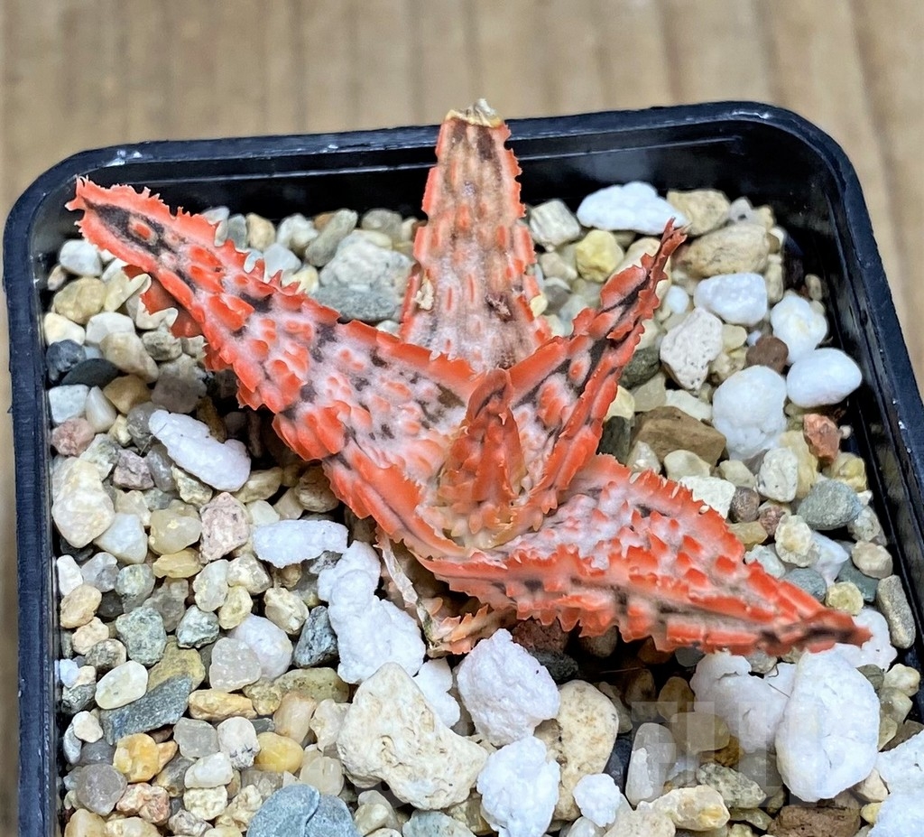 SHPR22771 Aloe TCT hybrid