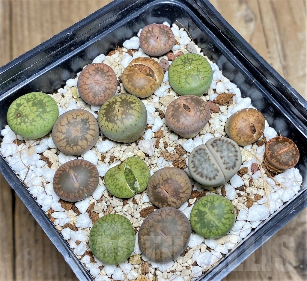 SHPR22848 Lithops mix