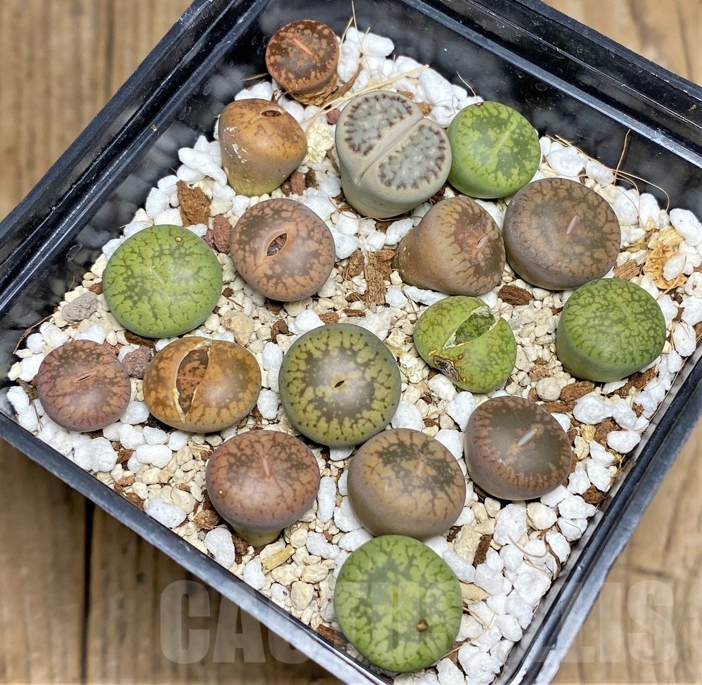 SHPR22848 Lithops mix - Image 2