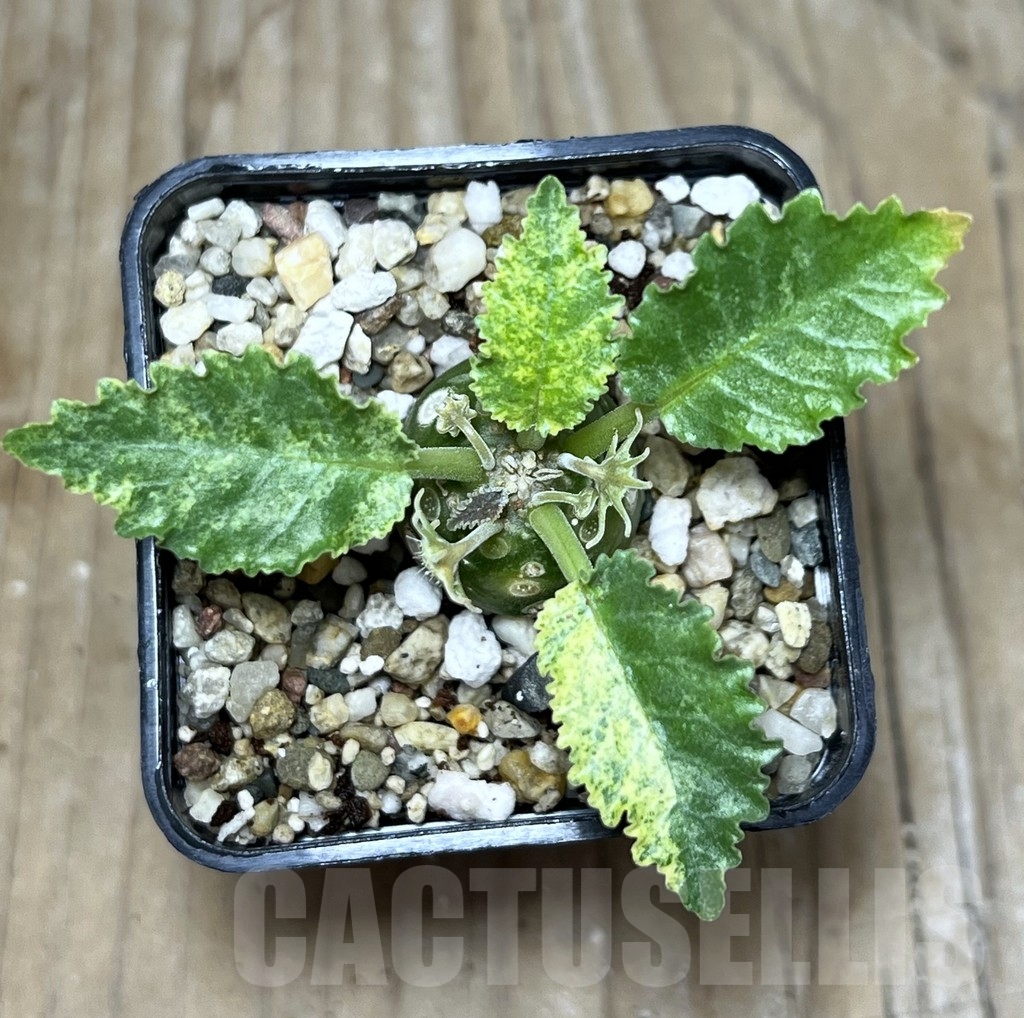 SHPR21747 Dorstenia horwoodii f. variegata – Bild 2
