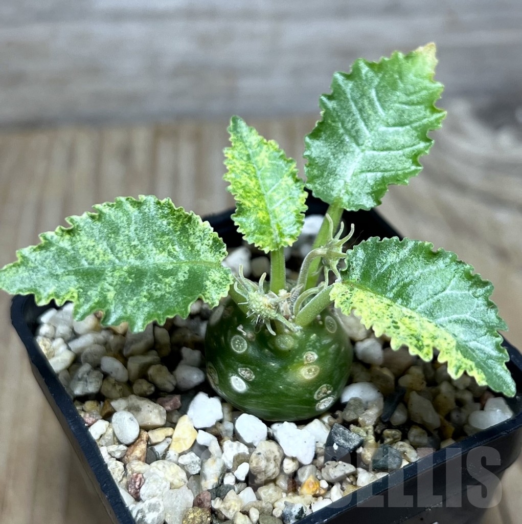 SHPR21747 Dorstenia horwoodii f. variegata