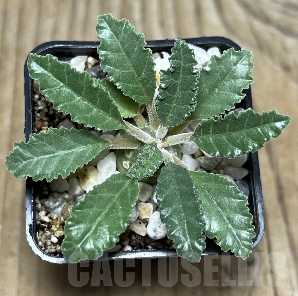 SHPR21748 Dorstenia lavrani – Bild 2