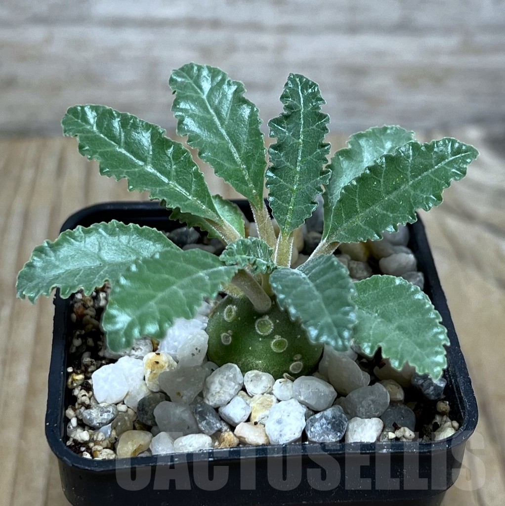 SHPR21748 Dorstenia lavrani