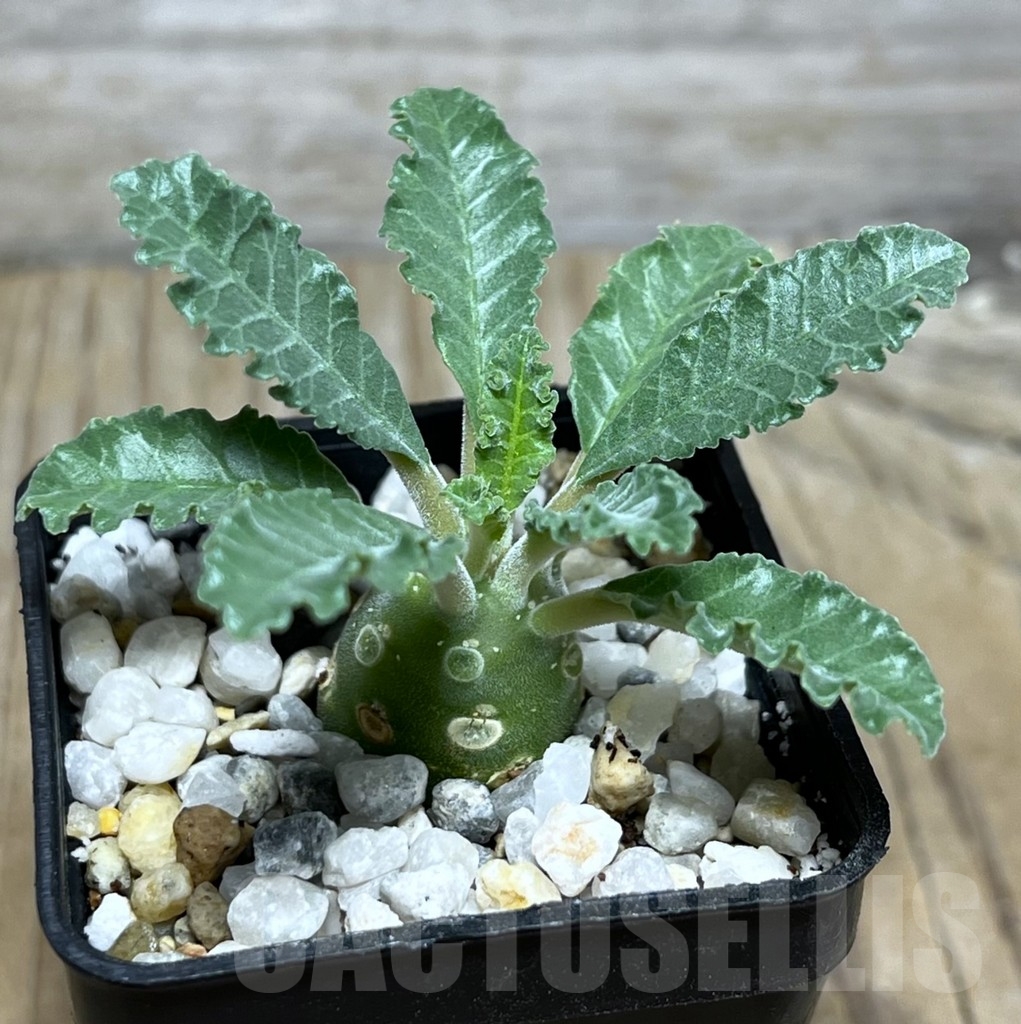 SHPR21749 Dorstenia lavrani