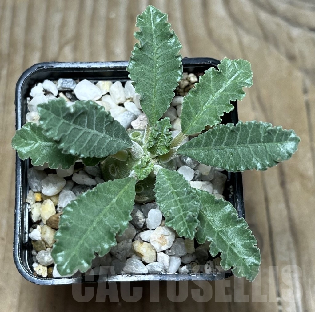 SHPR21749 Dorstenia lavrani – Bild 3