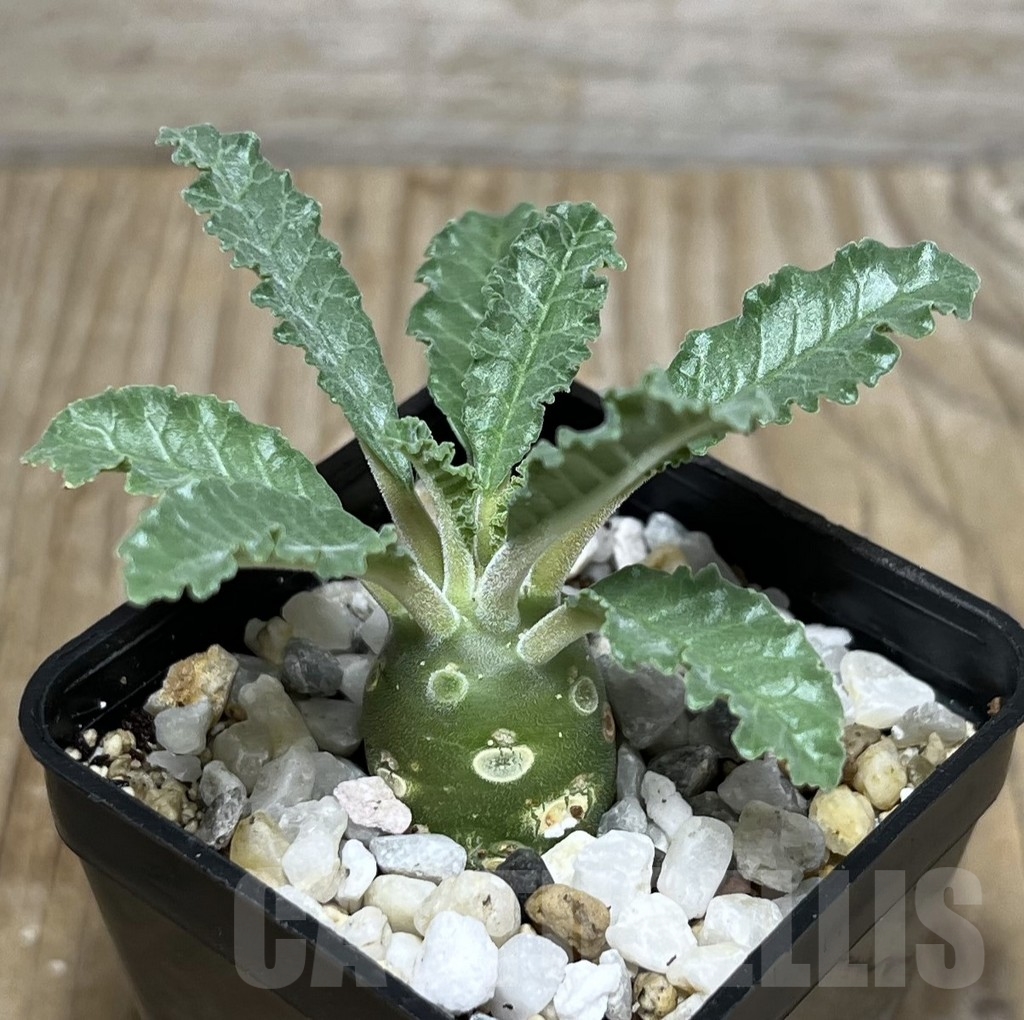 SHPR21749 Dorstenia lavrani – Bild 2