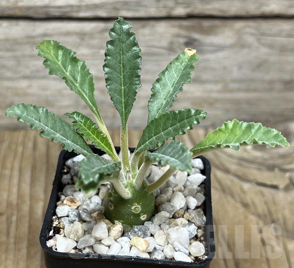 SHPR21750 Dorstenia lavrani