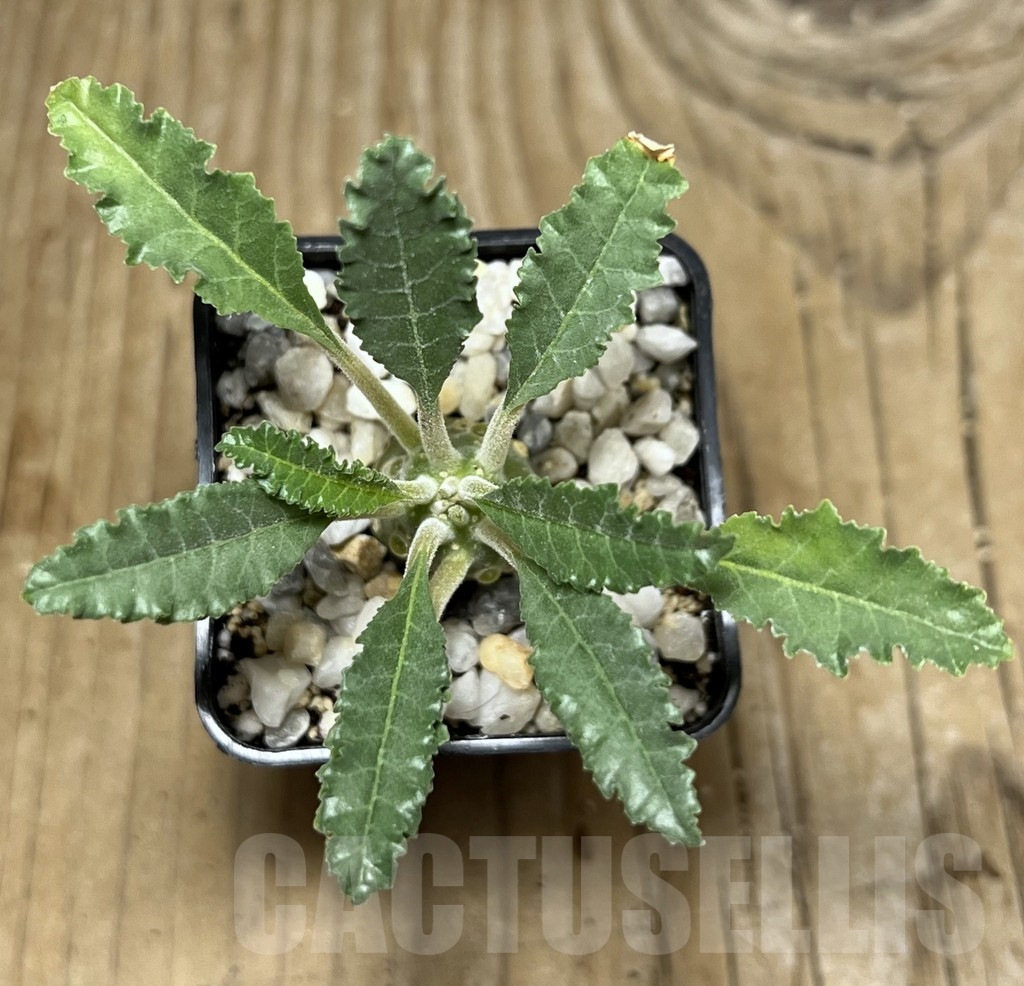 SHPR21750 Dorstenia lavrani – Bild 2