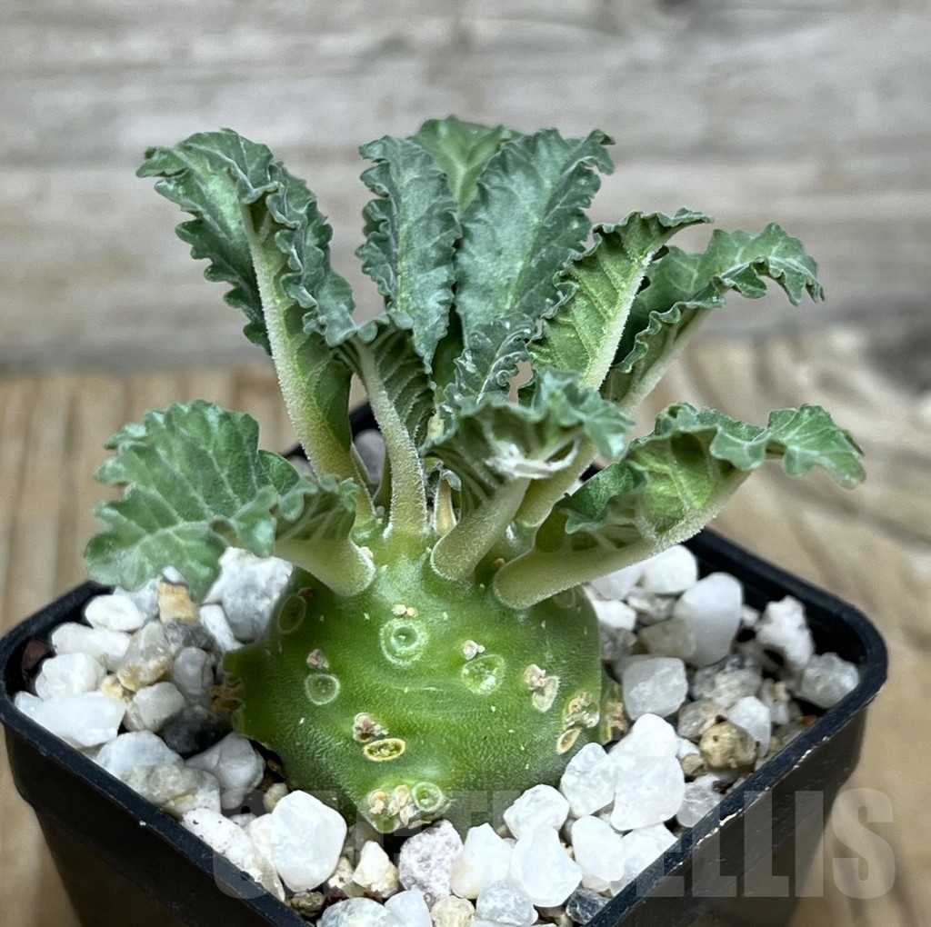 SHPR21751 Dorstenia lavrani - Imagen 2