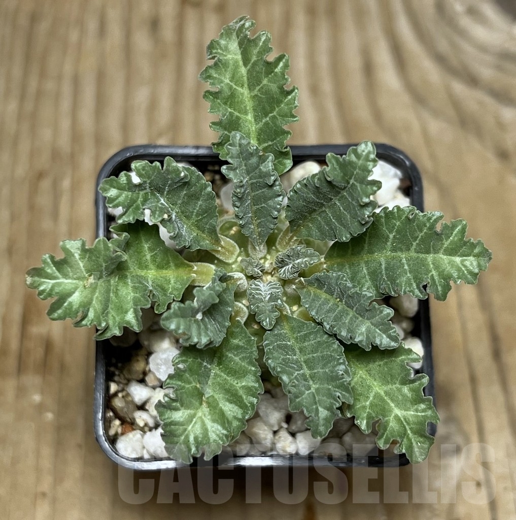 SHPR21751 Dorstenia lavrani - Imagen 3