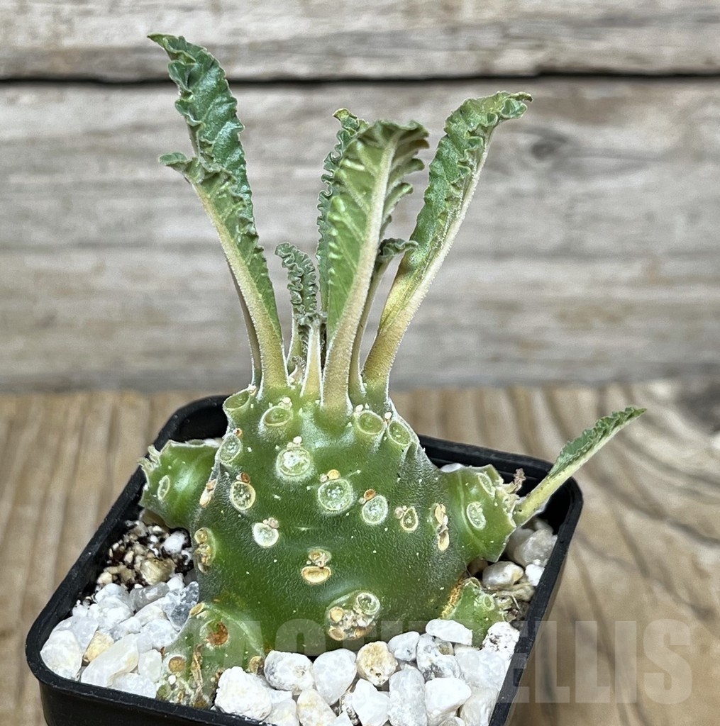 SHPR21752 Dorstenia lavrani - Imagen 2