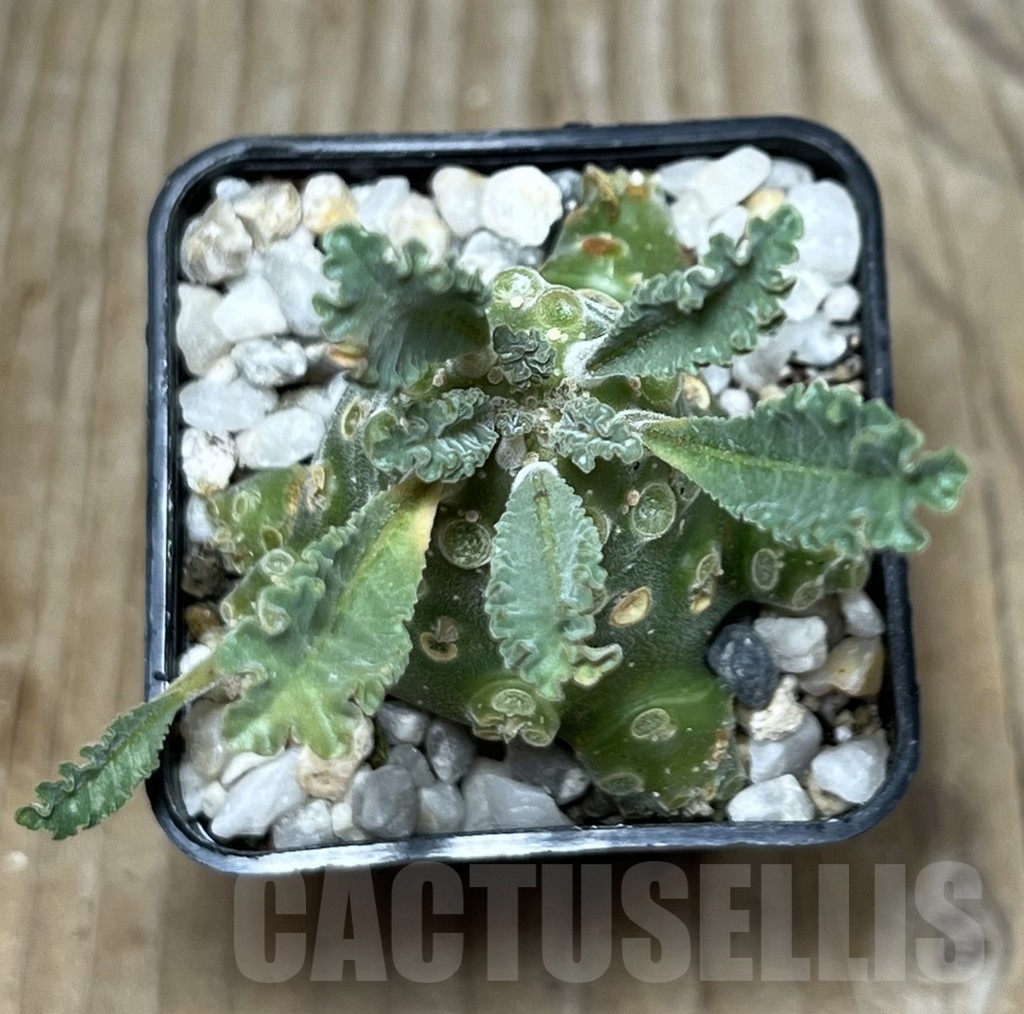 SHPR21752 Dorstenia lavrani - Imagen 3