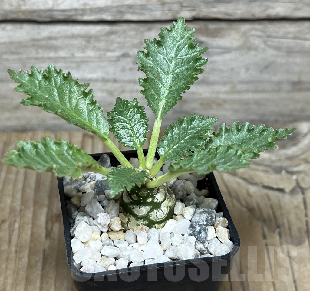 SHPR21754 Dorstenia horwoodii