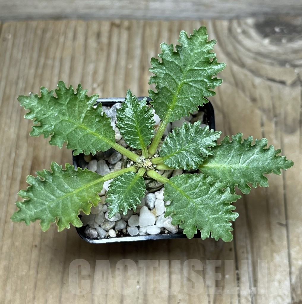 SHPR21754 Dorstenia horwoodii – Bild 2