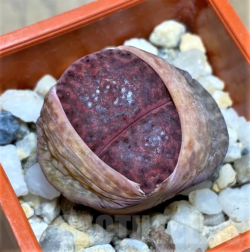 SHPR22867 Lithops bromfieldii 'Rubroroseus'