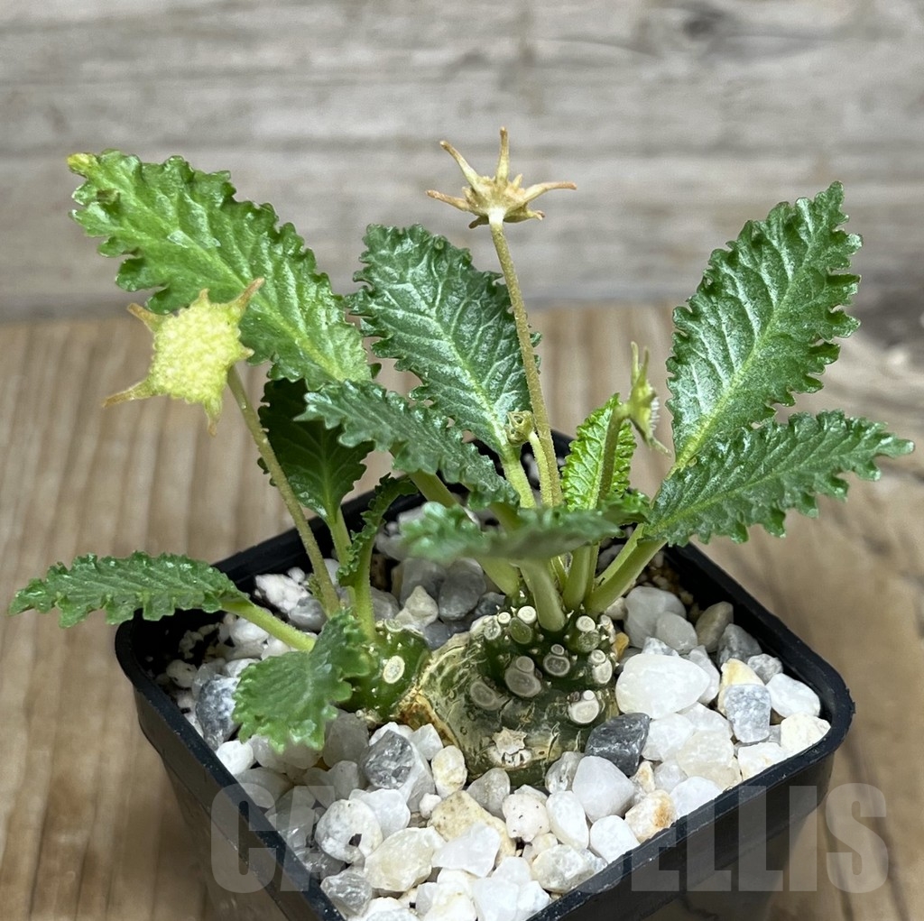 SHPR21755 Dorstenia horwoodii