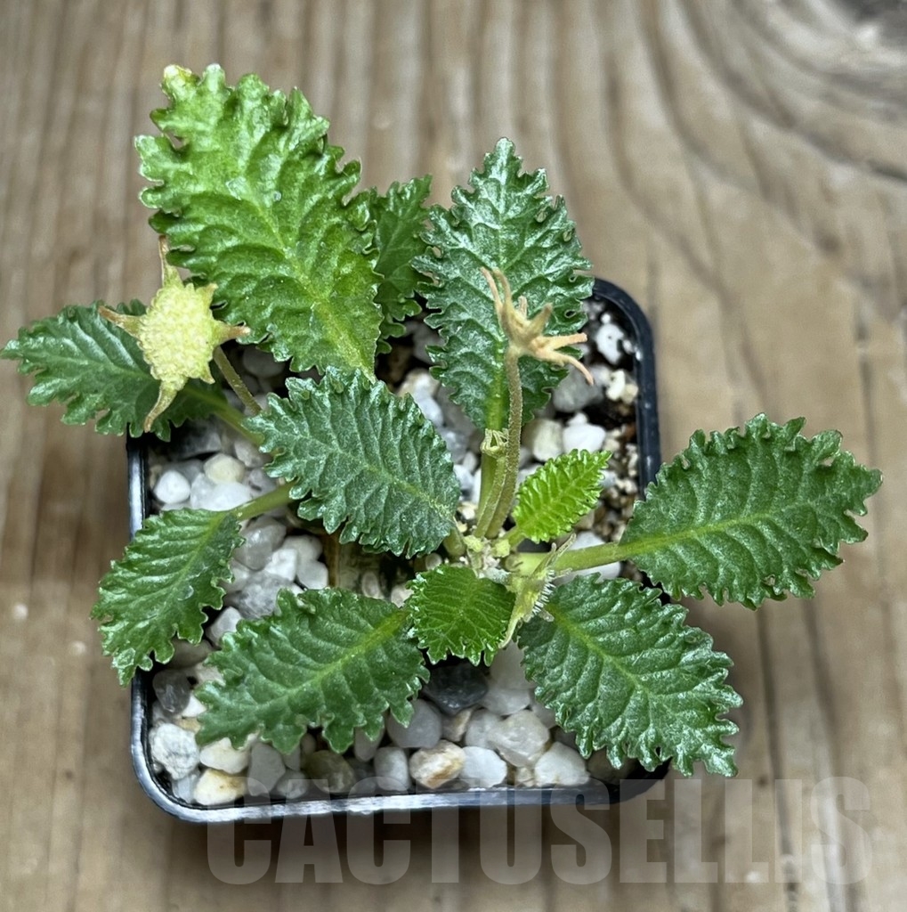 SHPR21755 Dorstenia horwoodii - Obrázek 2