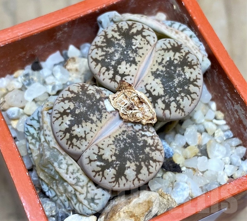 SHPR22868 Lithops lesliei v. venteri C 001