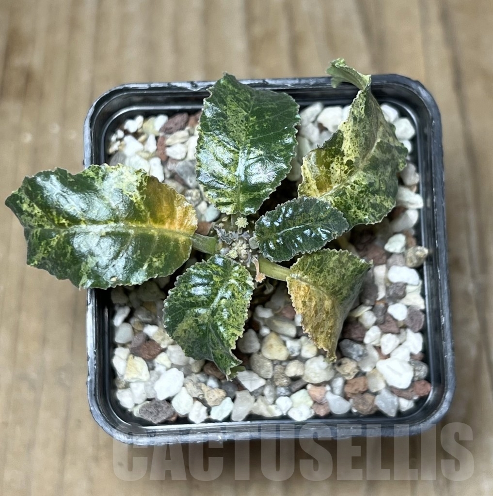 SHPR21756 Dorstenia hybrid f. variegata - Obrázek 2