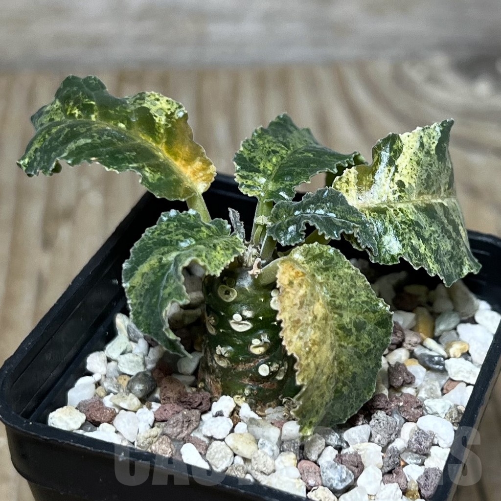 SHPR21756 Dorstenia hybrid f. variegata