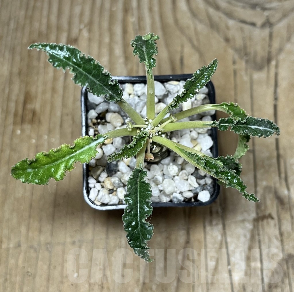 SHPR21757 Dorstenia foetida 'Thamaka' - Image 2