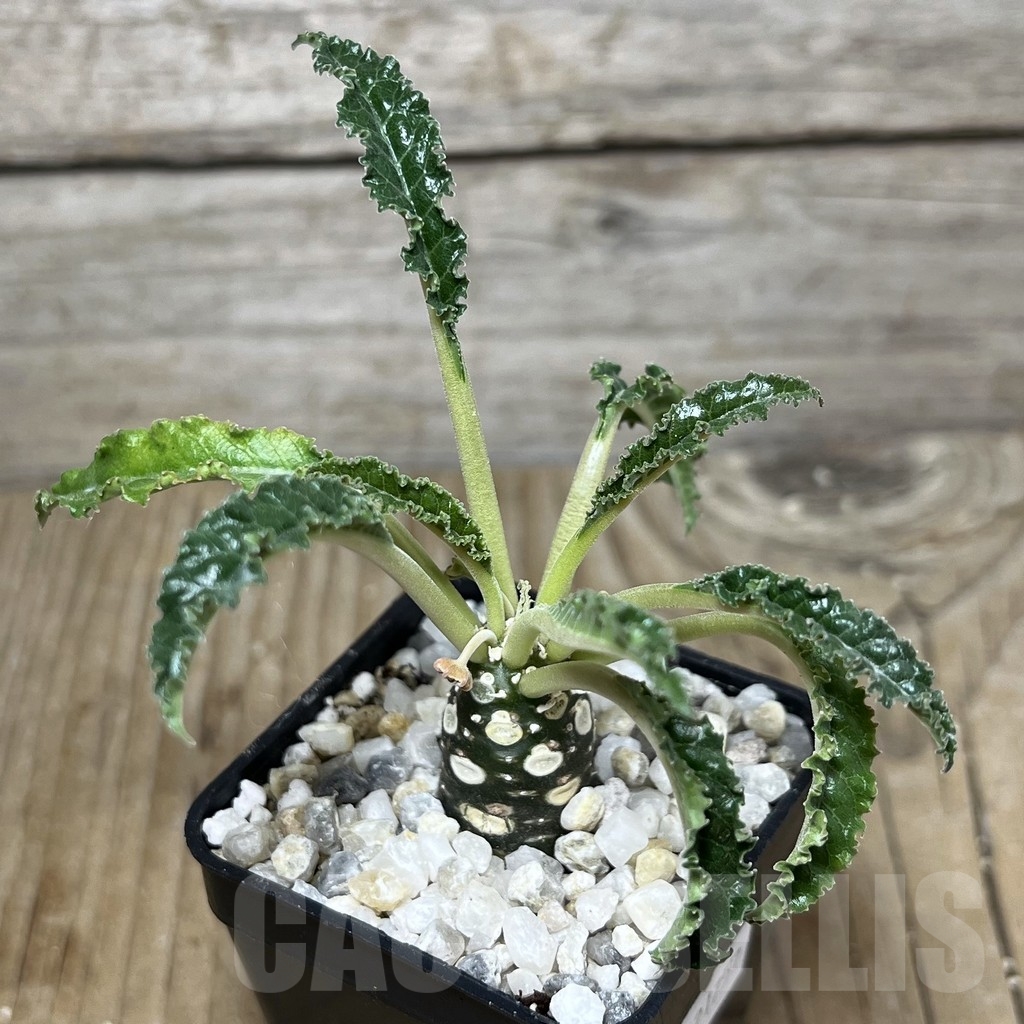 SHPR21757 Dorstenia foetida 'Thamaka'