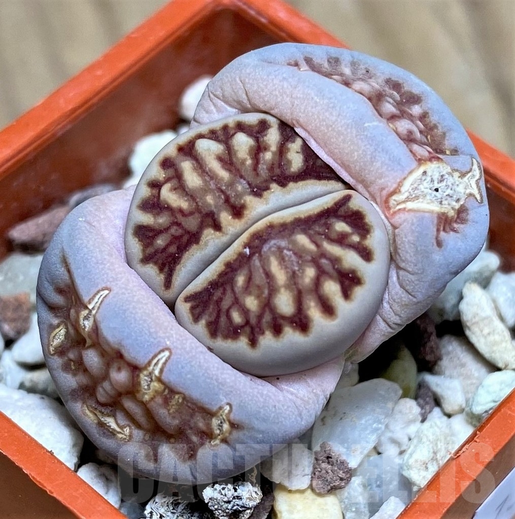 SHPR22873 Lithops julii 'Kikushogiyoku'