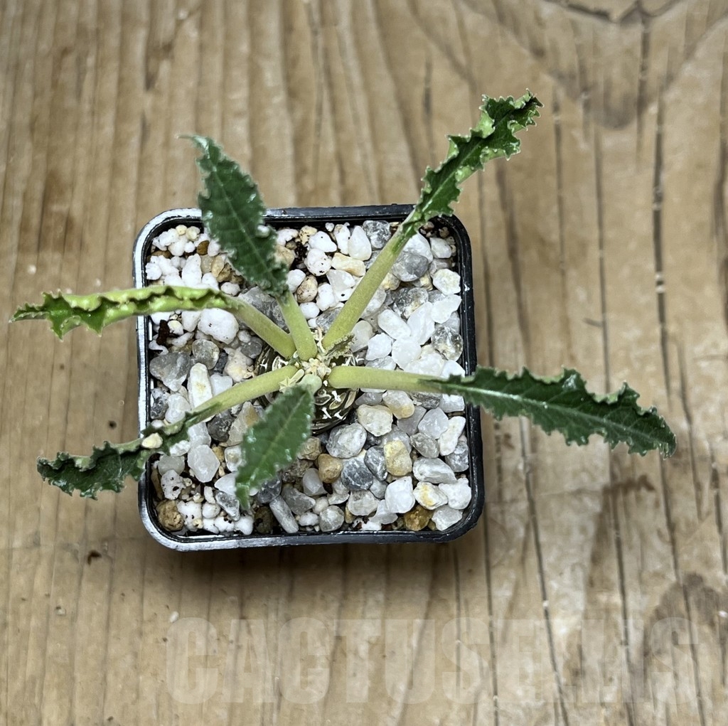 SHPR21758 Dorstenia foetida 'Thamaka' - Obrázek 2