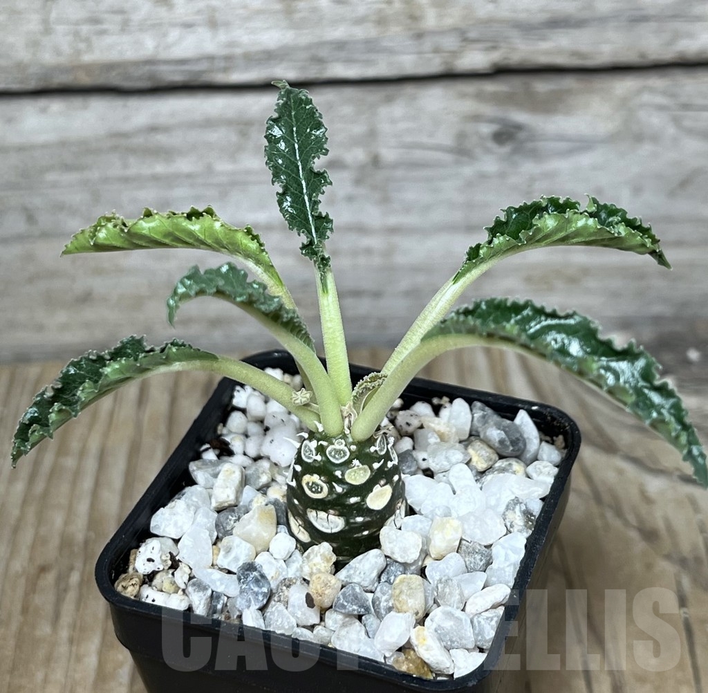 SHPR21758 Dorstenia foetida 'Thamaka'