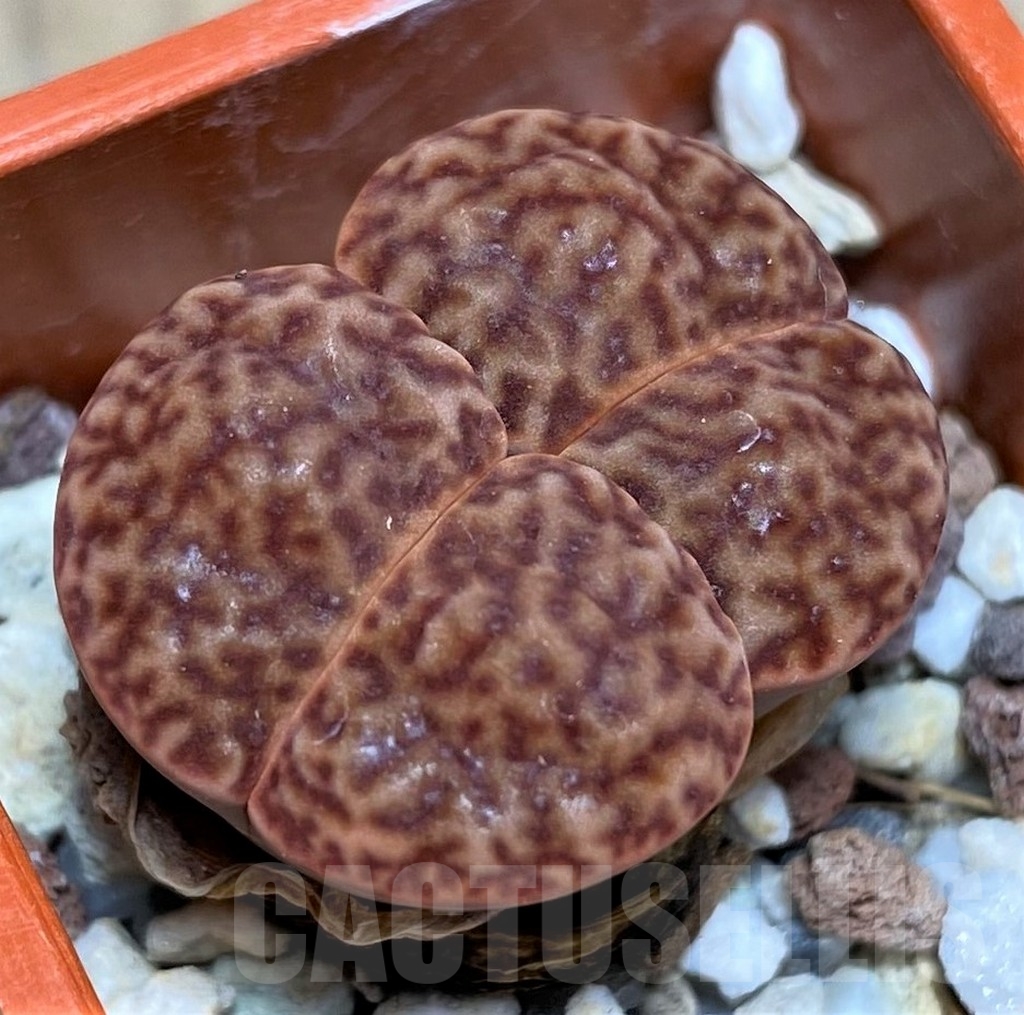 SHPR22874 Lithops bromfieldii v. glaudinae C393