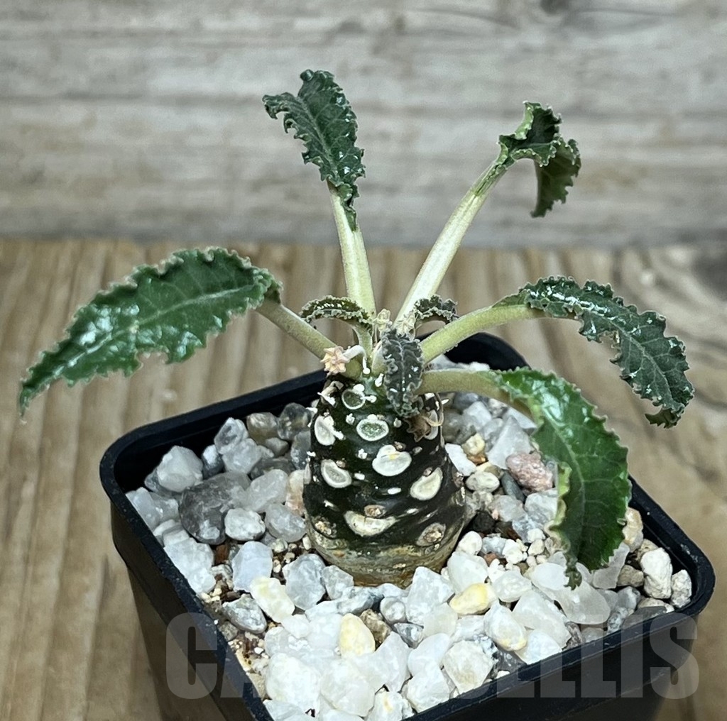 SHPR21759 Dorstenia foetida 'Thamaka'