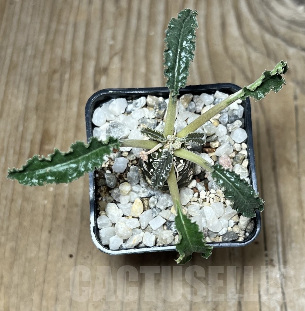 SHPR21759 Dorstenia foetida 'Thamaka' - Image 2