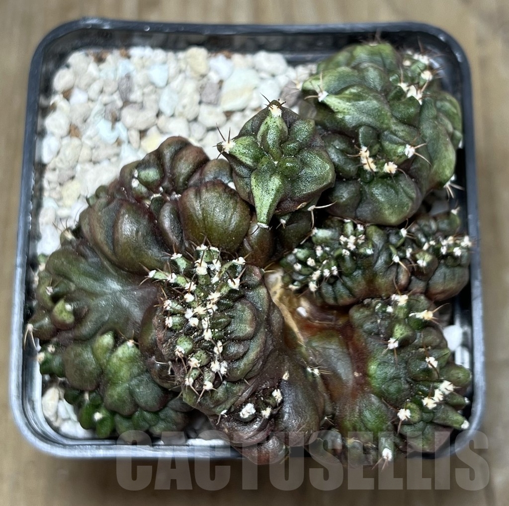 SHPR21761 Gymnocalycium mihanovichii ‘Transformer’ cristata - Image 3