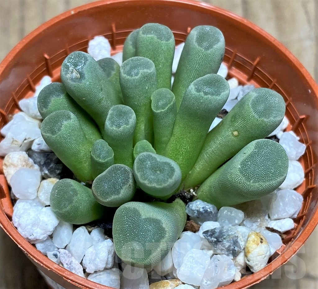 SHPR22880 Frithia pulchra