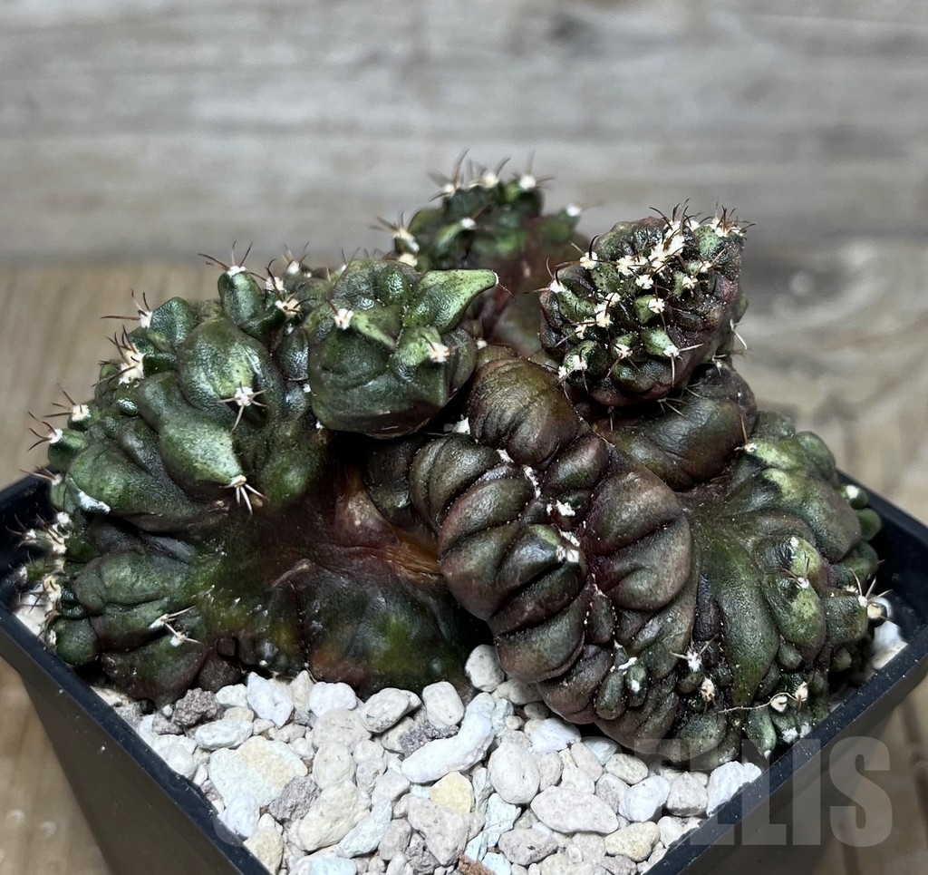 SHPR21761 Gymnocalycium mihanovichii ‘Transformer’ cristata - Image 2