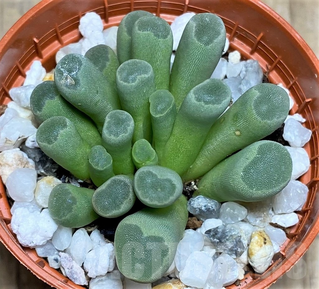 SHPR22880 Frithia pulchra - Image 2