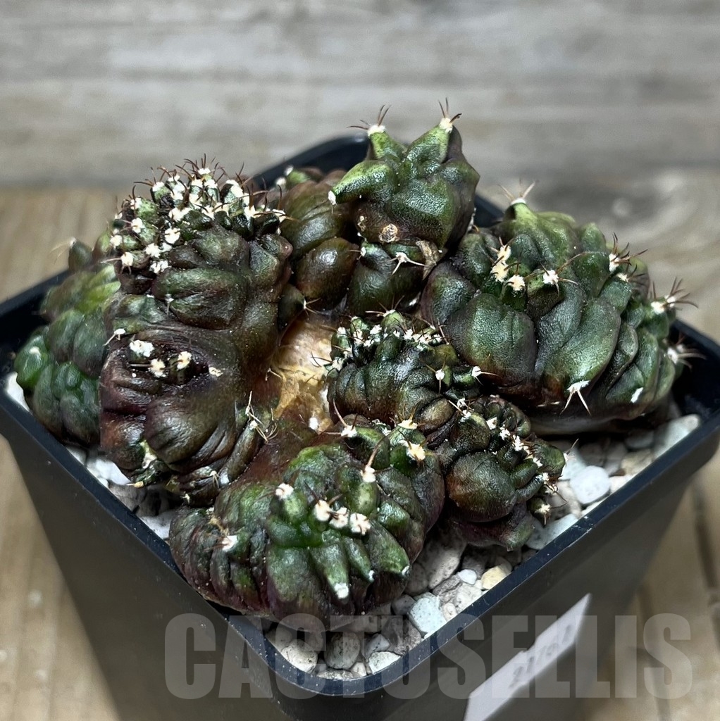 SHPR21761 Gymnocalycium mihanovichii ‘Transformer’ cristata