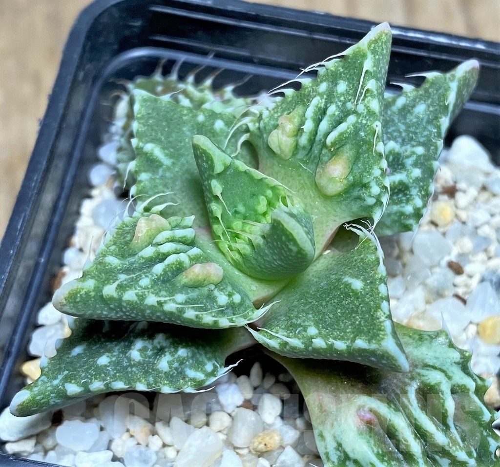 SHPR22882 Faucaria tuberculosa -Japan-