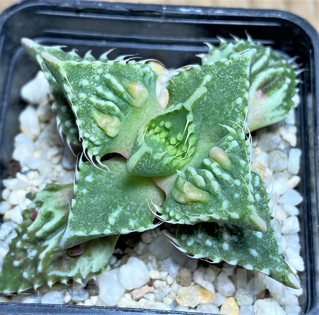 SHPR22882 Faucaria tuberculosa -Japan- - immagine 2