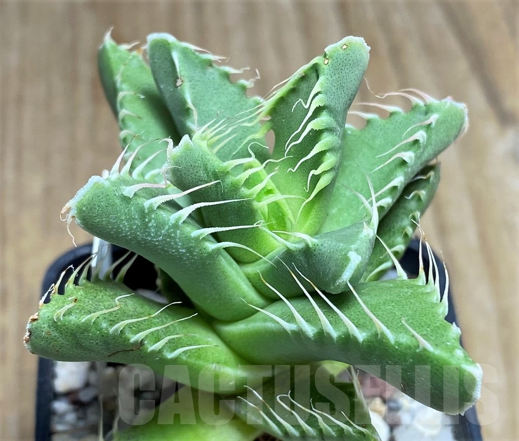 SHPR22883 Faucaria tigrina
