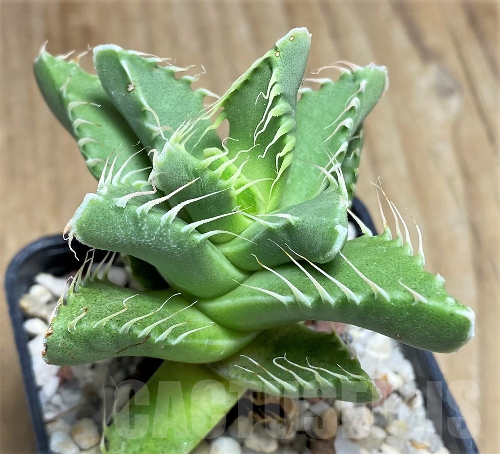 SHPR22883 Faucaria tigrina - immagine 2